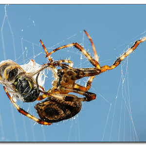 Spinne 4