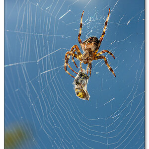 Spinne 5