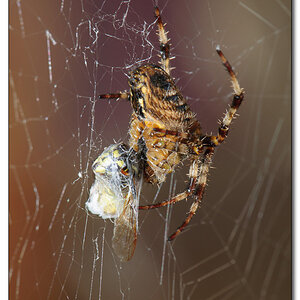 Spinne 6