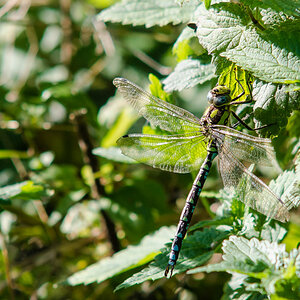 Blaugrüne Mosaikjungfer (Aeshna cyanea)
