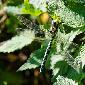 Blaugrüne Mosaikjungfer (Aeshna cyanea)