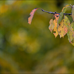 Herbst PZ14551