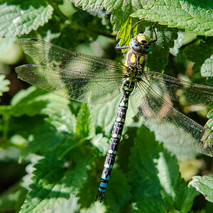 Blaugrüne Mosaikjungfer (Aeshna cyanea)