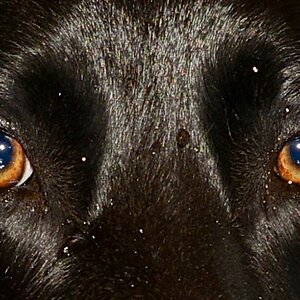 Hunde fitterdog 002
