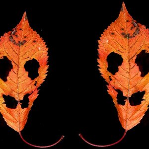 Doppelblatt