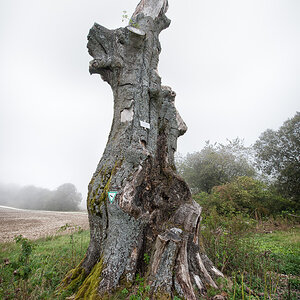 Baum6