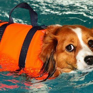 Hunde fitterdog 009