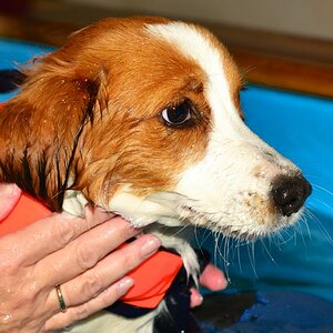 Hunde fitterdog 008