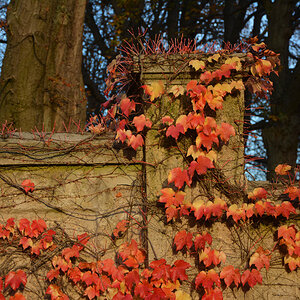 Herbstblätter