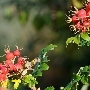 Herbstfrüchte
DSD 5945