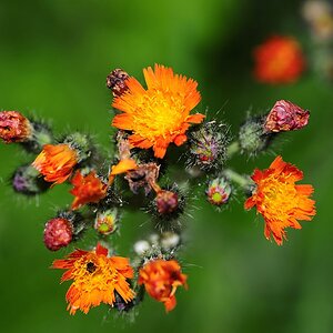 Blume Orange