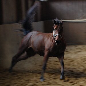 Im Stall 3.11.13 057
