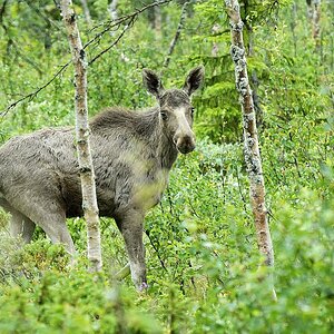 Elch im Ormtjernkampen Nationalpark 1 - Nikon AF 80-400 VR