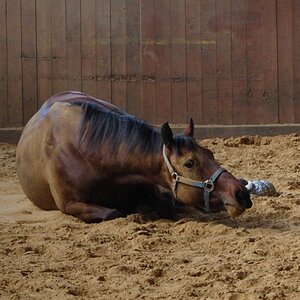 Im Stall 3.11.13 032