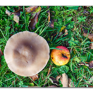 Pilz3