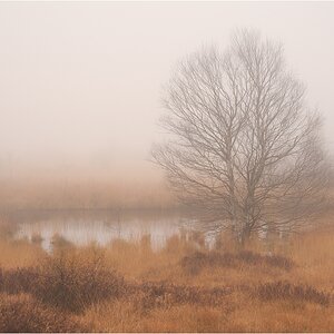 Nebelstimmung in den Ardennen