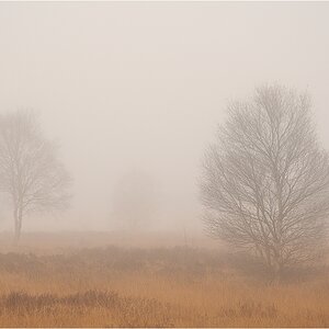 Nebelstimmung in den Ardennen II