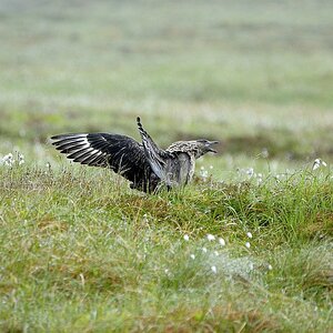 Skua - Insel Runde - Nikkor AF 80-400 VR
