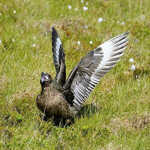 Skua - Insel Runde - Nikkor AF-I 500-4