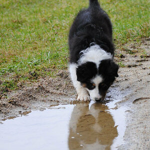 hunde allerlei 001