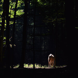 Pony auf der Lichtung