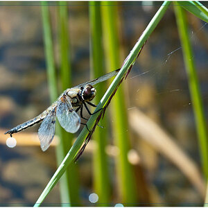 Libelle