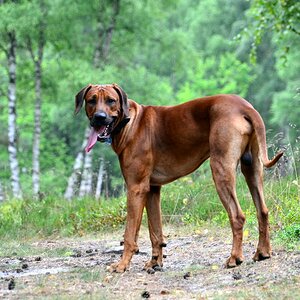 Bemba