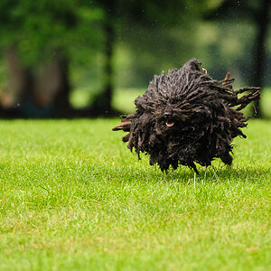 PULI - Ungarischer Hirtenhund LURKA (5 Jahre) - Englischer Garten, München