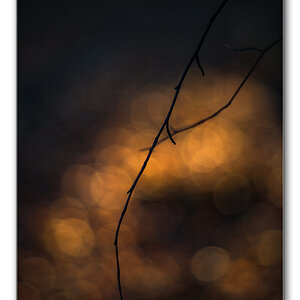 restlicht2