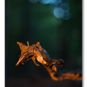 restlicht3