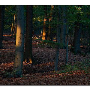 restlicht7