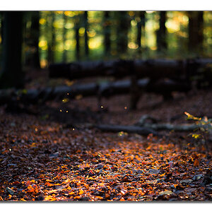 restlicht8