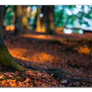 restlicht11