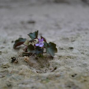 Mauerblümchen