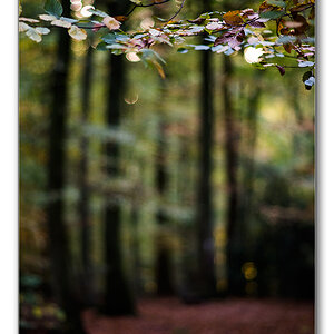 restlicht12