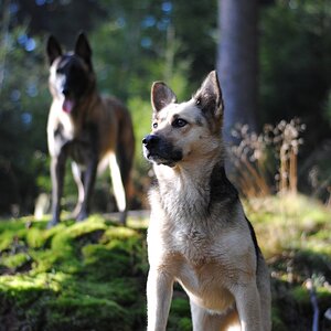 Zoey und Fi