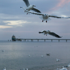 Nikon Treffen Usedom 2013 1037111