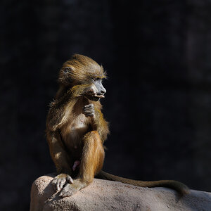 kleiner Pavian
Tiergarten Nürnberg