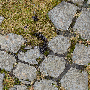 Schafe Hinterlassenschaft