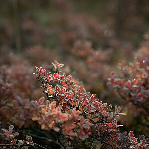 Flora 2