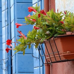 Burano III