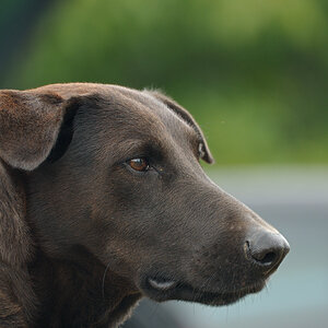 2012 09 15 8533  D300S A