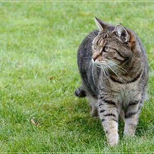 Katze auf der Pirsch