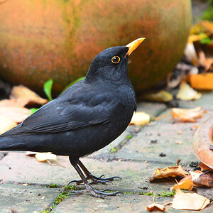 DSC 9465 khg