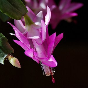 Blüten 2 005