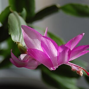 Blüten 2 002