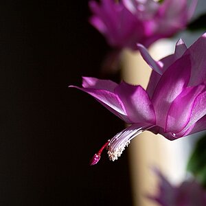 Blüten 2 003