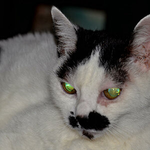 DSC 0013 Kopie