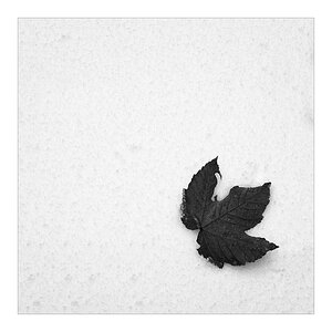 2007 Halde b&w square 032