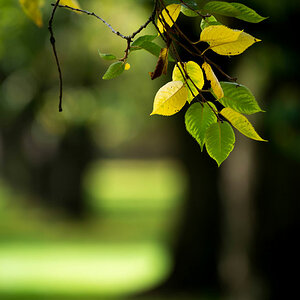 herbst schwetzingen